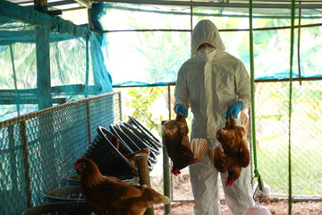 A veterinarian takes the carcasses of a farm chicken that has died from the bird flu epidemic.