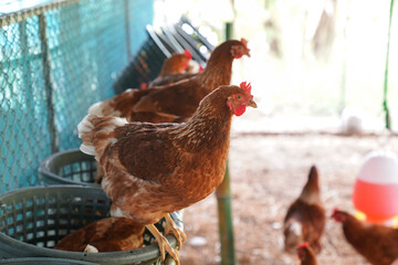 Farm chickens, H5N1 H5N6 Avian Influenza (HPAI), which causes severe symptoms and rapid death of infected poultry.