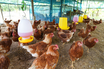 Farm chickens, H5N1 H5N6 Avian Influenza (HPAI), which causes severe symptoms and rapid death of infected poultry.