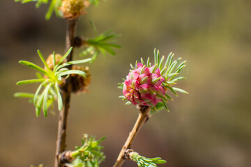 flowering pine cones, pink and green needles. Spring nature