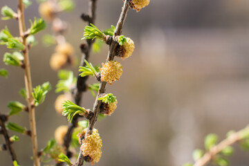 Fototapeta premium flowering pine cones, pink and green needles. Spring nature