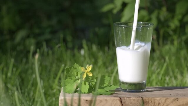 Milk pouring on a background of green nature. Concept of healthy eating, organic food and drinks, natural product. Milk pour from jug into glass outdoors. Countryside, summer day outdoor slow motion