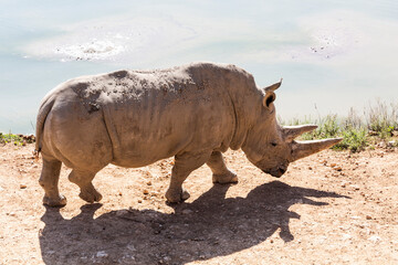 White rhinoceros walks along the river