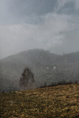 Snow falling in mountains. Spring in Carpathian mountains. Foggy sunrise in countryside