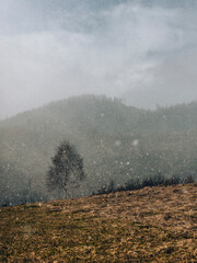 Snow falling in mountains. Spring in Carpathian mountains. Foggy sunrise in countryside