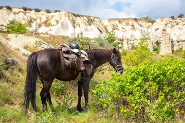 thoroughbred horse on the background Volcanic rocks and limestone cliffs in Cappadocia valley....