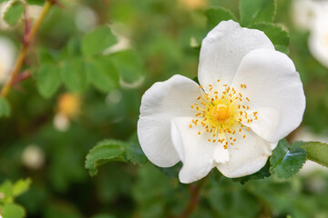 a dog rose rosa canina blossom in spring