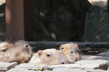 カピバラ