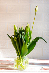 An unopened bouquet of tulips in a vase. Still-life