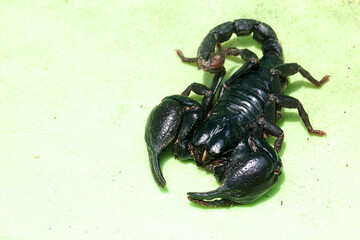 scorpion on green  background