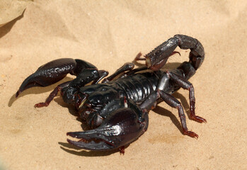 scorpion on brown  background
