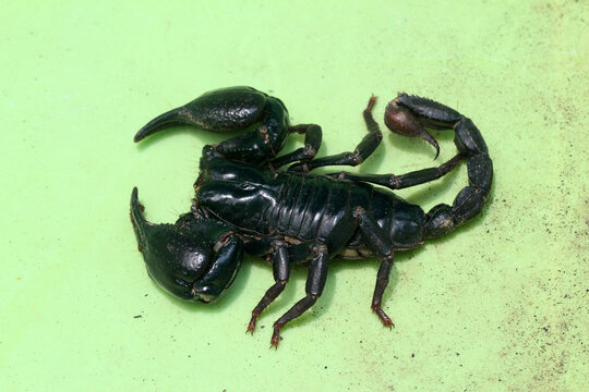 scorpion on green  background