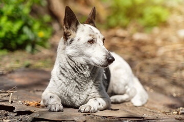 Portrait of a beautiful black and white mongrel dog is lying in the garden, looking away.