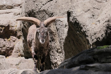 スーチョワンバーラル

