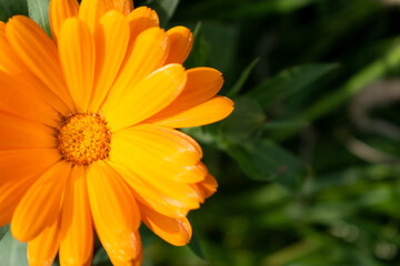 Fototapeta premium Beautiful orange calendula officinalis flower close up in a garden on a green background
