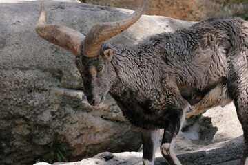 スーチョワンバーラル

