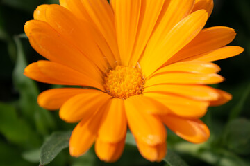 Beautiful orange calendula officinalis flower close up in a garden on a green background