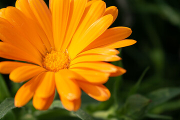 Beautiful orange calendula officinalis flower close up in a garden on a green background
