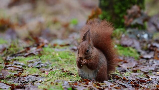 European red squirrel looking for food on a forest meadow, winter, north rhine westphalia, (sciurus vulgaris), germany
