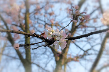 close up of white and pink cherry blossom flowers with a blurred bright branches and blue sky spring nature background