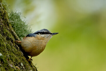 Fototapeta premium nuthatch poses on a tree stump