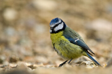 the blue tit poses for a portrait