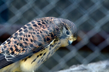 チョウゲンボウ