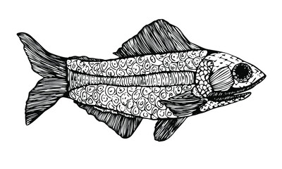 Hand drawn fish. Traced illustration.