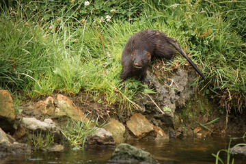 American Mink on River Bank