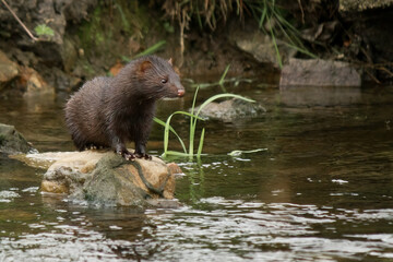 American Mink in River