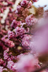 Spring sakura season. Background of blossoming sakura. Sakura tree texture. Beautiful Ukraine
