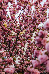 Spring sakura season. Background of blossoming sakura. Sakura tree texture. Beautiful Ukraine