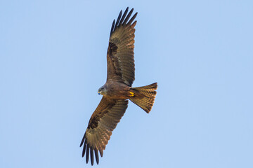 Obraz premium Black kite in flight against a blue sky