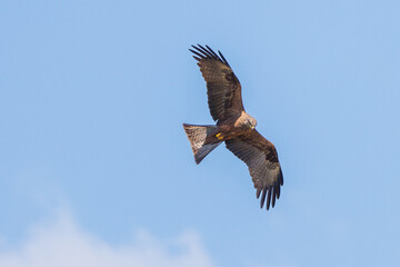 Black kite in flight against a blue sky