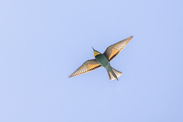 European Bee-eater (Merops apiaster) in flight against a blue sky