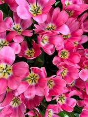 Fototapeta na wymiar pink tulips