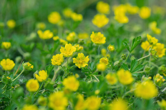 Blooming yellow cinquefoil blossoms. (Potentilla).