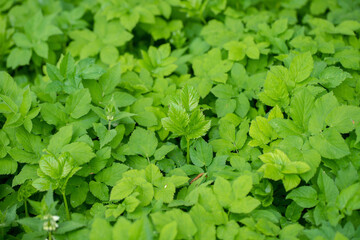A green leaf carpet of green ground elder (Aegopodium podagraria).