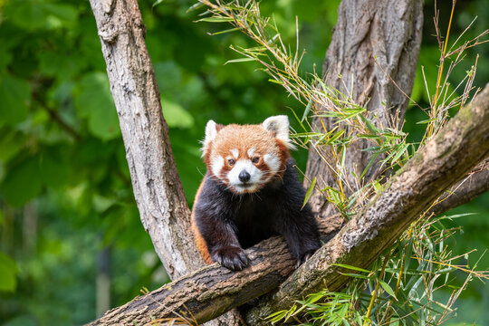 Red panda alone in the trees, eating bamboo leaves, on a green leaves background in the Karlsruhe Zoo in Germany.