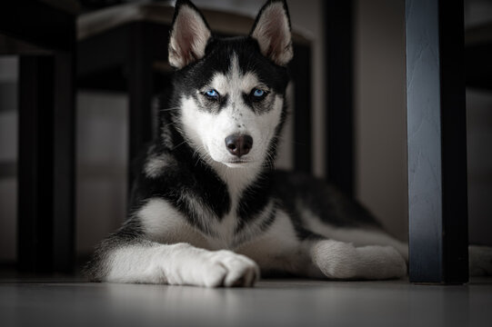 Beautiful hasky dog looking to the camera
