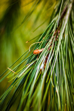 Vertical close-up shot of a pine tree brench.