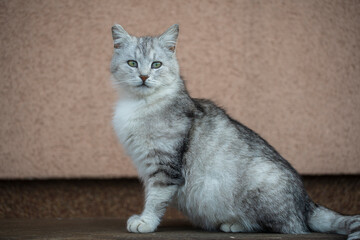 Beautiful portrait of scottish straight cat on a wooden bench. Grey striped scottish straight-eared cat