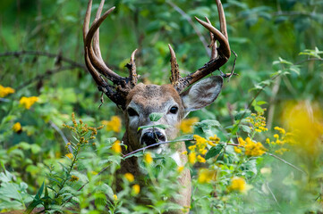 Beautiful shot of a white-tailed deer in a forest in Minnesota