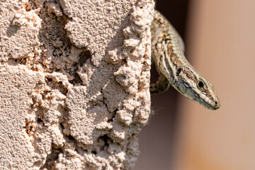lézard commun