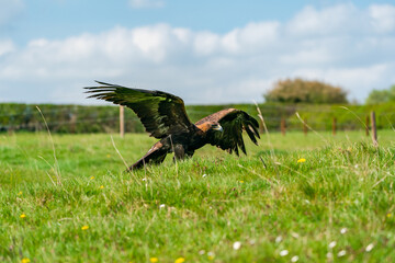 Golden Eagle (Aquila chrysaetos) - bird of prey from Family Accipitridae living in the Northern Hemisphere. Selective focus