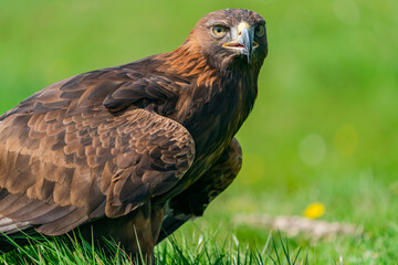 Golden Eagle (Aquila chrysaetos) portrait - bird of prey from Family Accipitridae living in the Northern Hemisphere. Selective focus