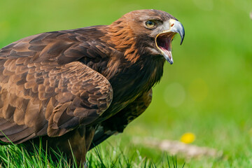 Golden Eagle (Aquila chrysaetos) portrait - bird of prey from Family Accipitridae living in the...