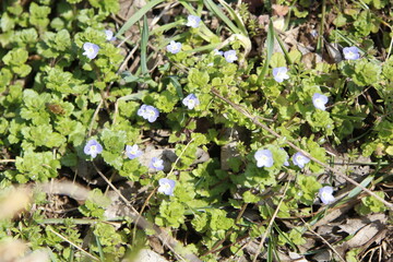 pictures of Korea, Republic of IV