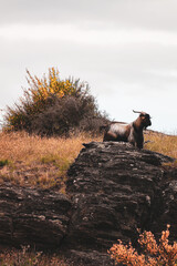 Wild goat standing on aground a rock in a highland © Frankie Swof_ph/Wirestock Creators