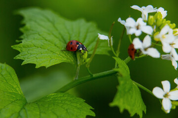 ladybugs on a green leaf of a white flower